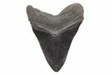 Fossil Megalodon Tooth - South Carolina #221717-2
